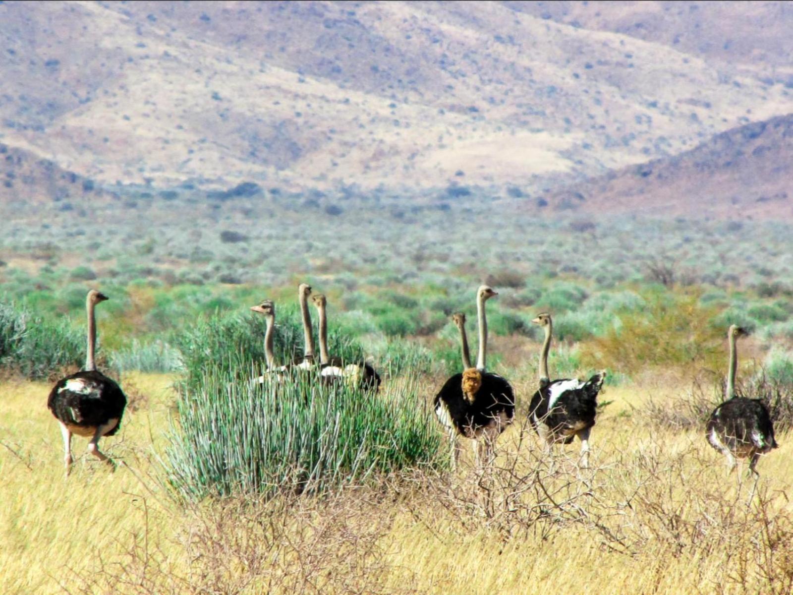 Mount Canyon Guest Farm Китмансхуп Экстерьер фото